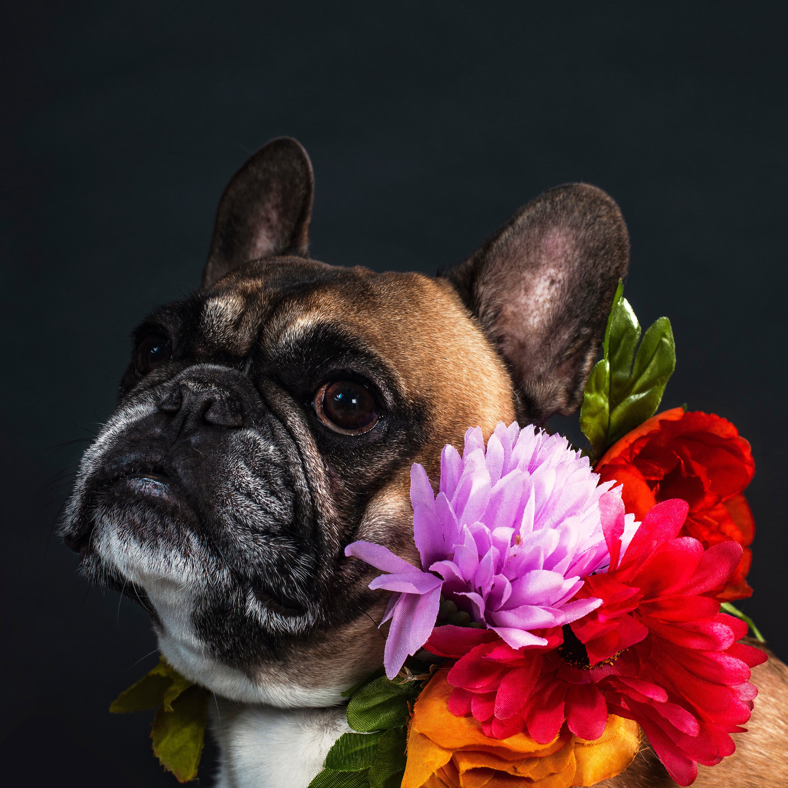 serious-french-bulldog.jpg